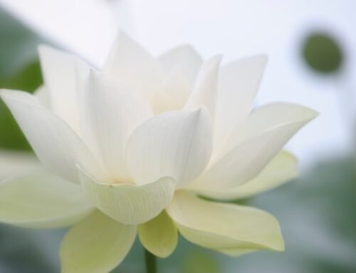 Man’s Sinfulness and Woman’s Sinlessness: Chapter 11: The Sinless Woman (Properly Understood)